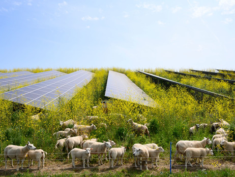 Làm thế nào các trang trại nông nghiệp được hưởng lợi từ năng lượng mặt trời?