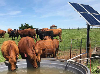 Năng lượng mặt trời cho trang trại bò sữa